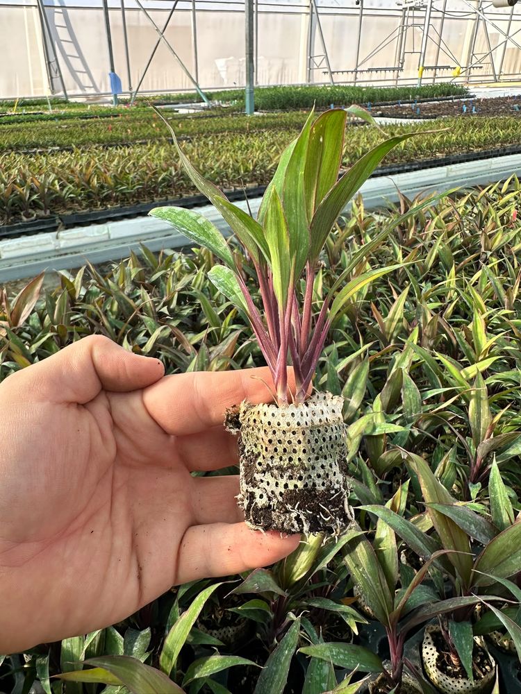 Tradescantia spathacea (Rhoeo) — rooted tissue-culture liner, grown in Antalya