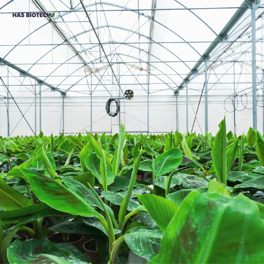 Musa TC plant — HasBiotech