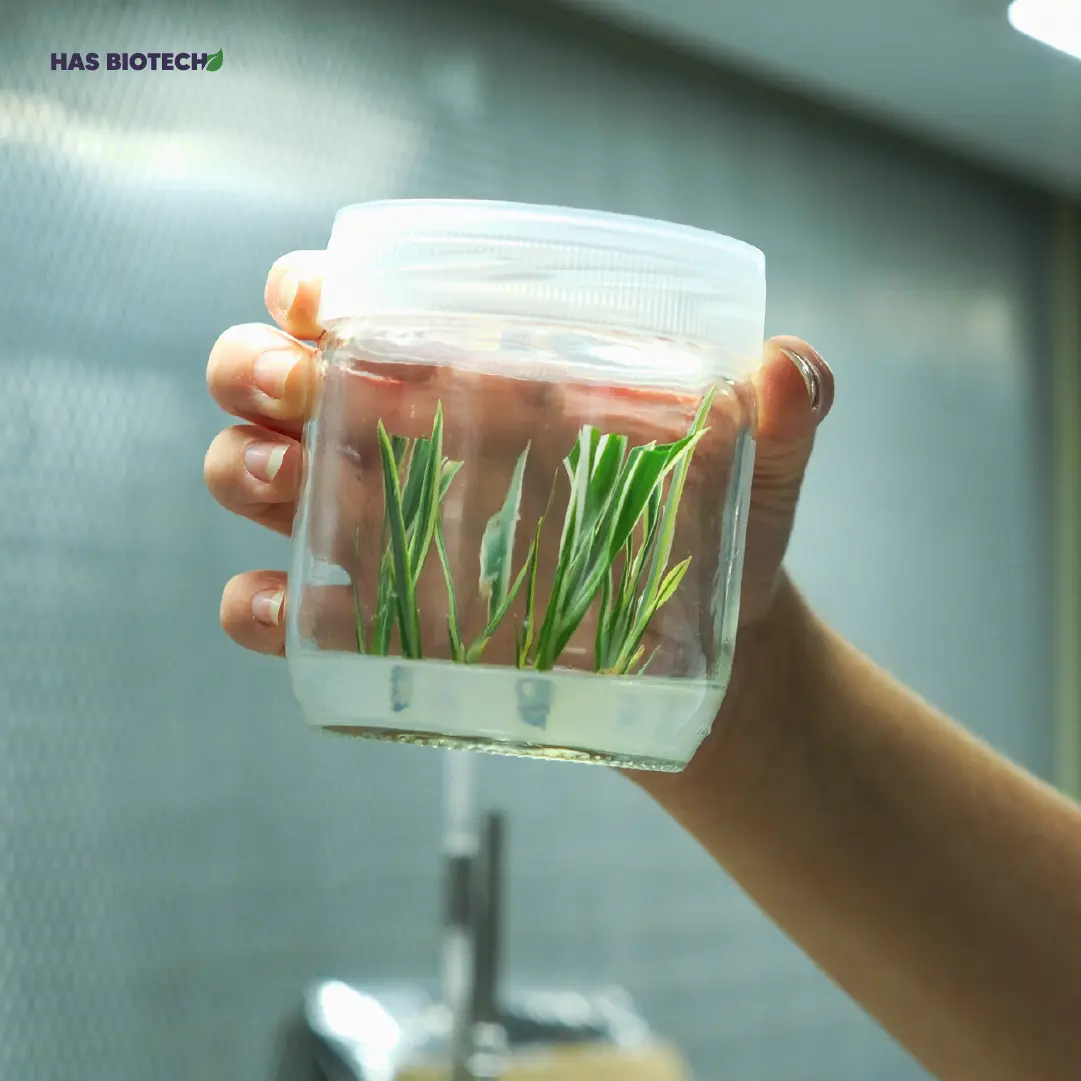Dianella tissue culture plant — HasBiotech, Antalya
